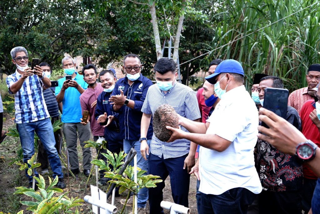 Bupati Siak, Alfedri Kembangkan Budidaya Tanaman Porang Kepada Masyarakat